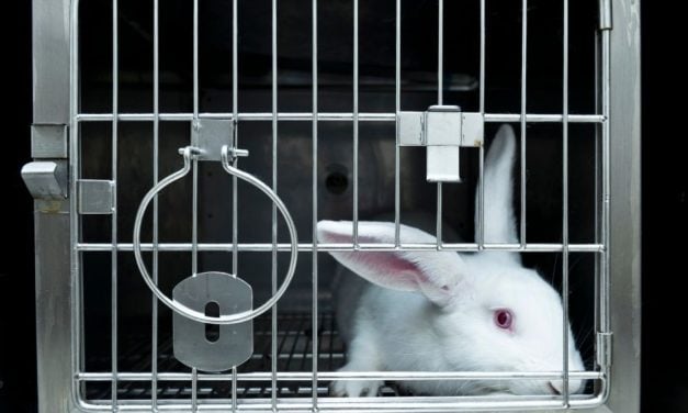 SIGN: Urge Florida to Ban Cosmetics Testing on Animals