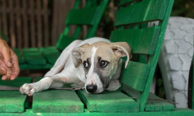 SIGN: Strengthen Penalties for Repeat Animal Abusers in Delaware
