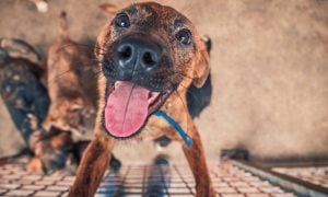 Shelter dog looking up at camera with their tongue out