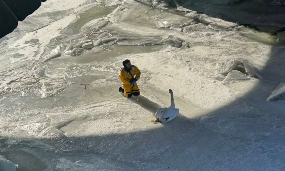 Swan Stuck on Ice