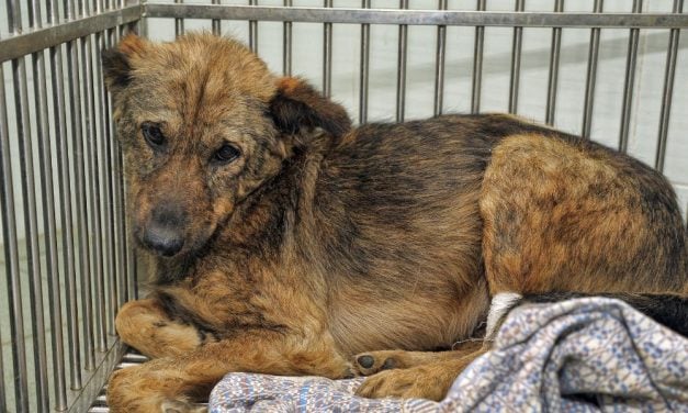 SIGN: Make Iowa Animal Torture a Felony