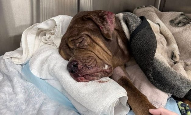 SIGN: Justice for 2 Dogs Allegedly Shoved Out of Moving U-Haul and Hit by Cars