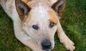 Australian Cattle Dog