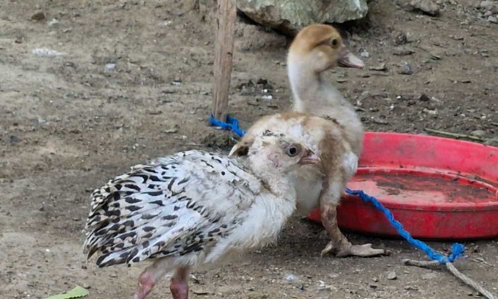 birds from Colombia flooding