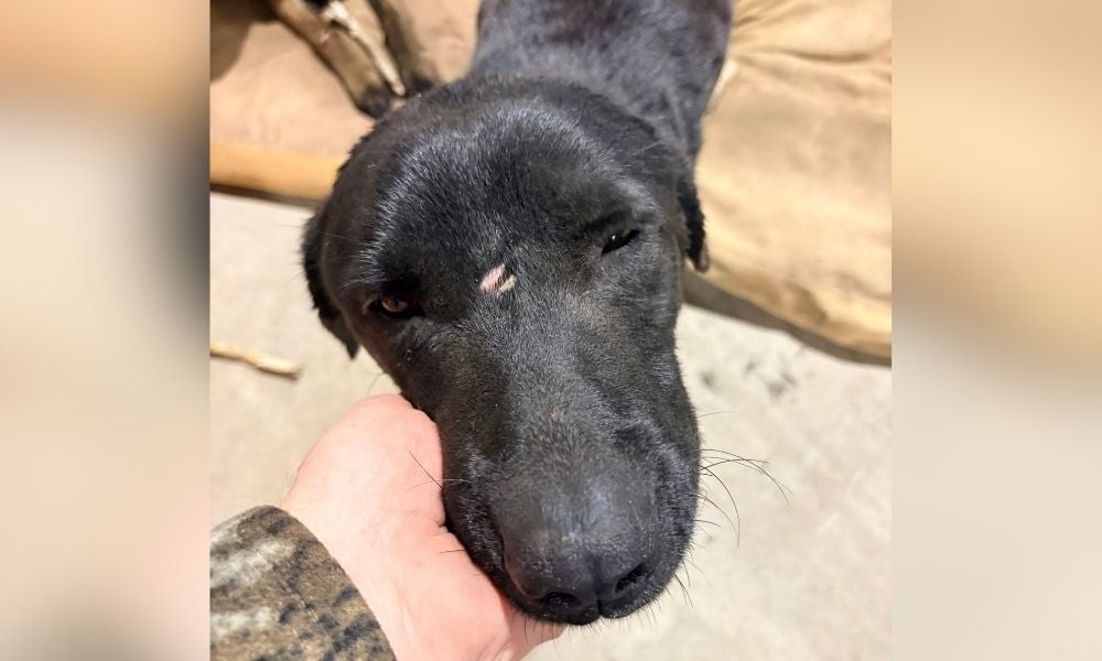 Black dog after being freed from container