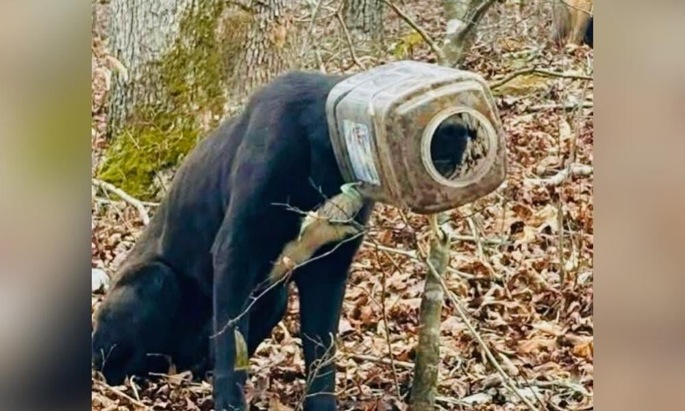 Black dog with head stuck in container, in forest
