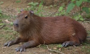 Capybara