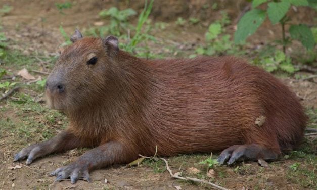 SIGN: Justice for Gentle Capybara Brutally Beaten by 8 People