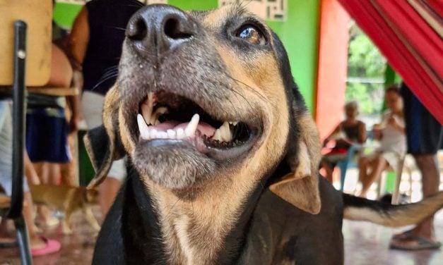 Lady Freethinker Sponsors Emergency Relief for Animal Victims of Colombia’s Severe Flooding