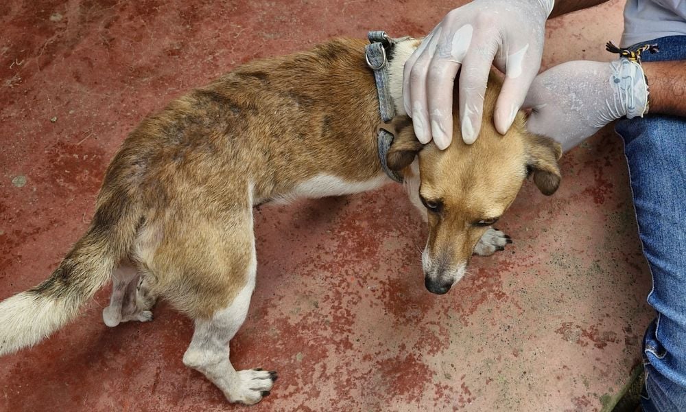 Dog from Colombia flood
