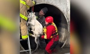 Dog rescued from icy river