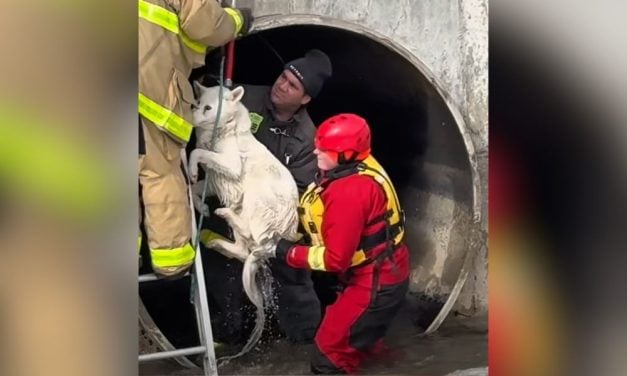 Dog Rescued From Icy Detroit River