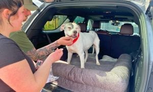 White dog standing on bed in trunk of car, reunited with family
