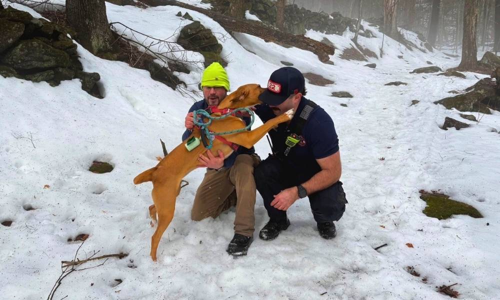Rescued dog licking firefighter's face