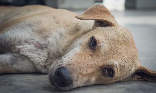 Dozens of Dogs Starved to Death at Horrific ‘Fake Rescue’