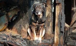 Dog with burned building in background