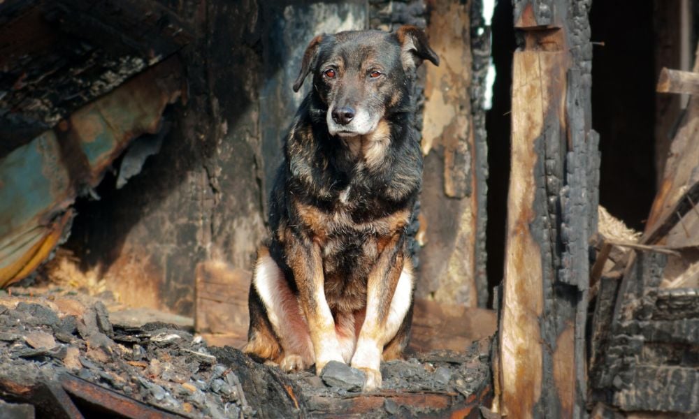 SIGN: Protect Pets During Disasters & Emergencies