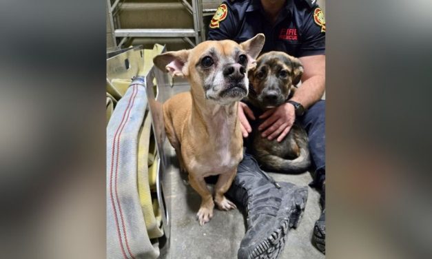 Firefighters Rescue Dogs Huddled Behind Dumpster in Freezing Cold