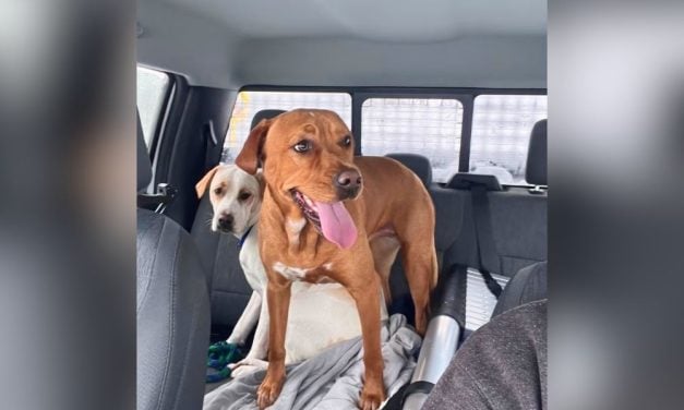 Snow Plow Driver Rescues Dogs From Highway During Blizzard