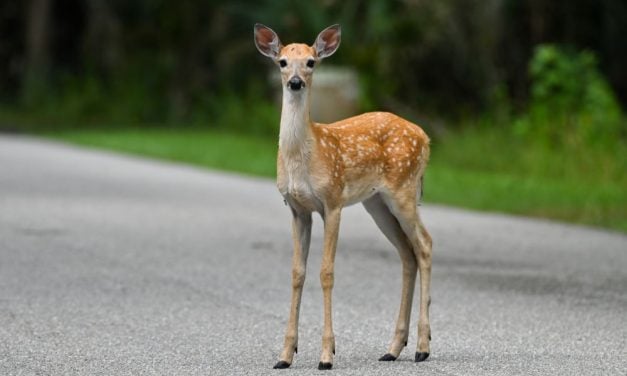 SIGN: Help Prevent Deadly Animal-Vehicle Collisions on Iowa Roads