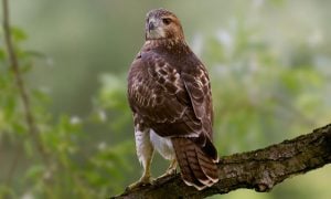 Red-tailed Hawk