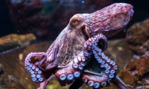 Octopus