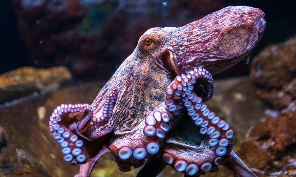 SIGN: Urge Mexico to Ban Cruel Octopus Farming