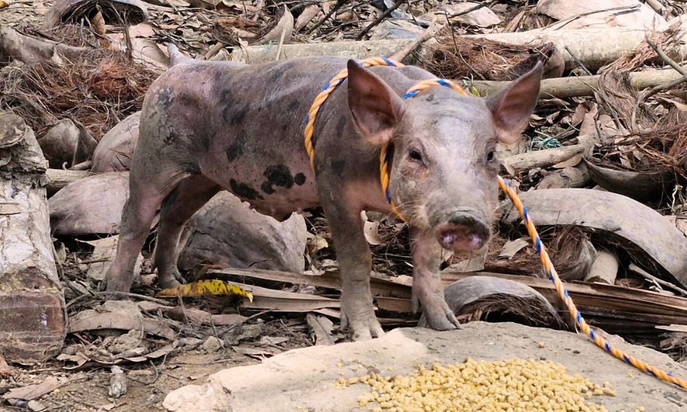 Pig from Colombia flood