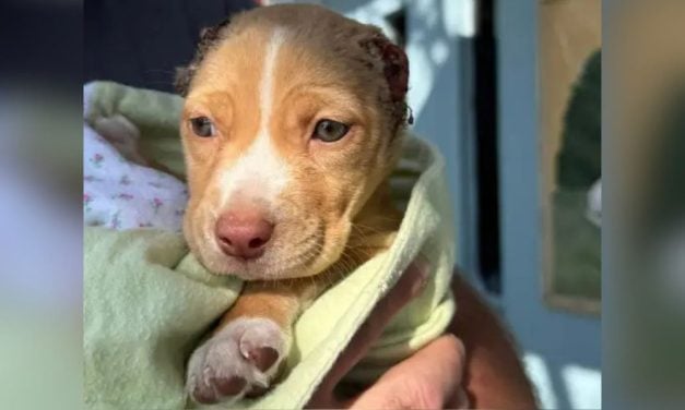 SIGN: Justice for Tiny Puppy Found With Her Ears Cut Off & Wire Around Her Neck