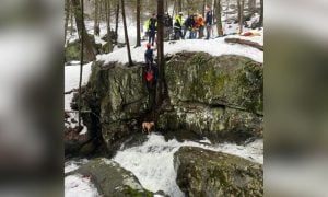 Dog being lifted from cliff