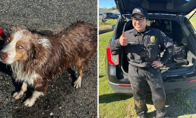 Freezing, Trapped Dog Rescued From Canal by Caring Police Officer