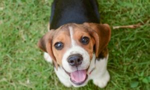 Smiling Beagle