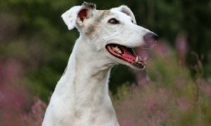Smiling Greyhound