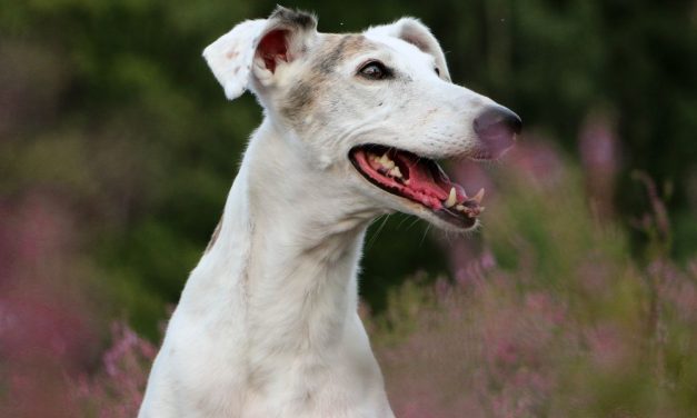 Victory! Wales Bans Cruel Greyhound Racing