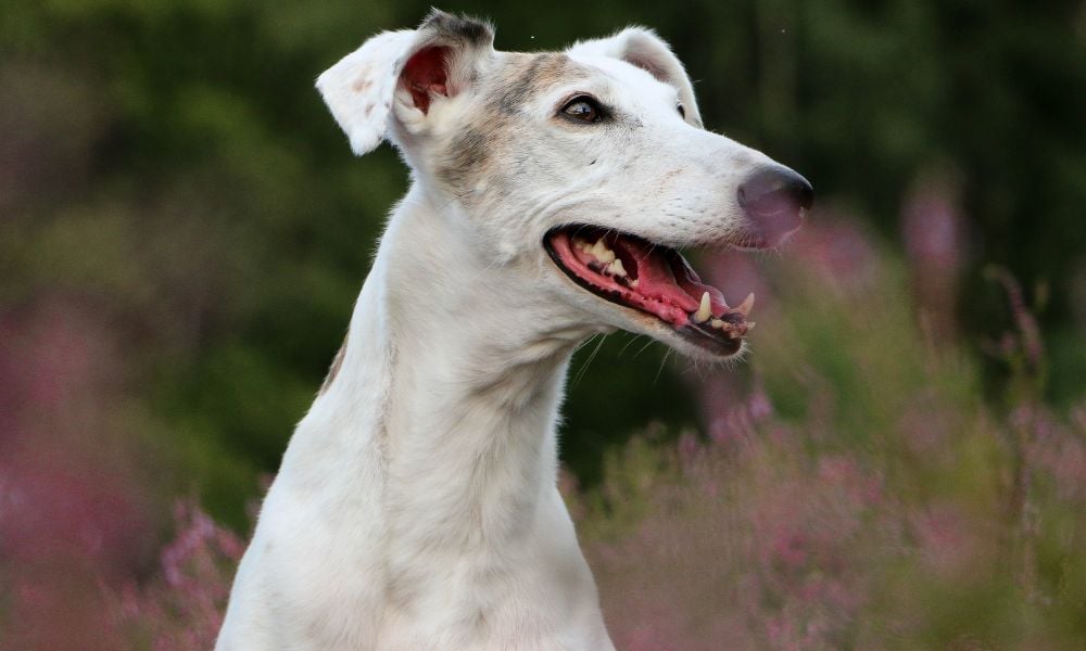 Smiling Greyhound