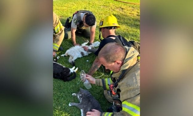 4 Cats Survive Fire Thanks to Compassionate First Responders