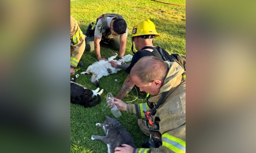 Three cats laying in grass, being resuscitated