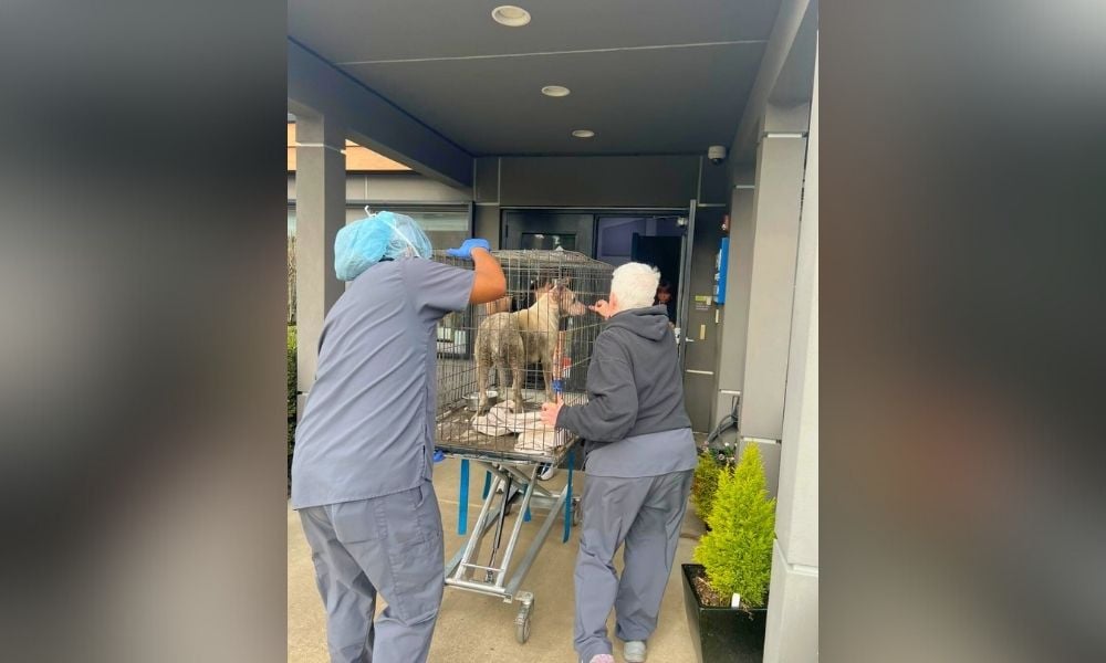 White wet dog in crate, being transported