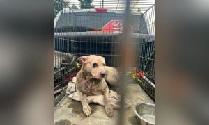White wet dog in crate, looking at camera