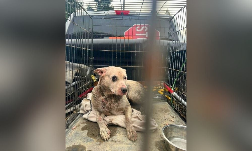 White wet dog in crate, looking at camera