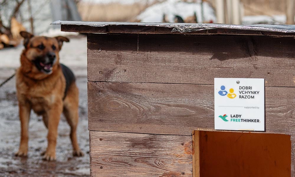 Dog and new doghouse