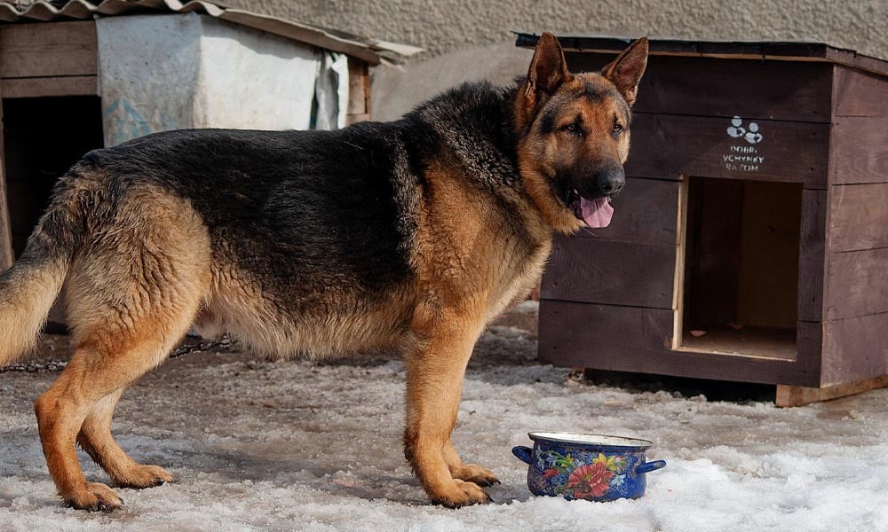 Dog in front of doghouse