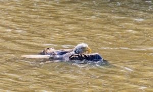 Bald eagle stranded in water, wings spread