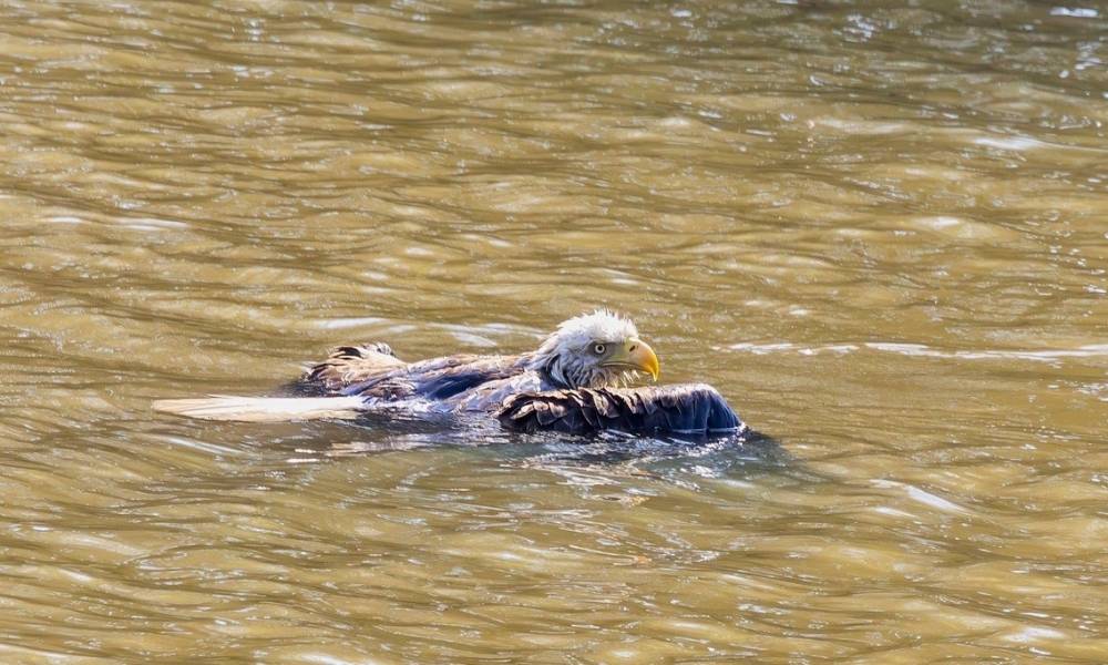 Bald eagle stranded in water, wings spread