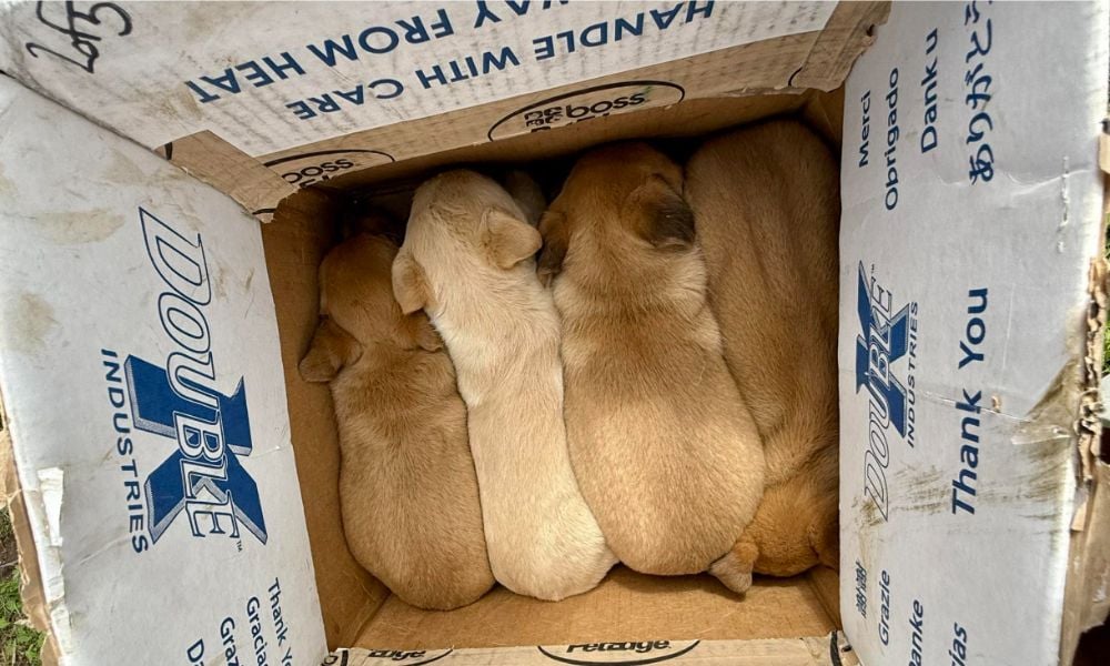 Box of Pups