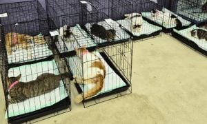 Cats being spayed & neutered at clinic