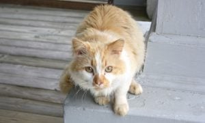 frightened cat on porch