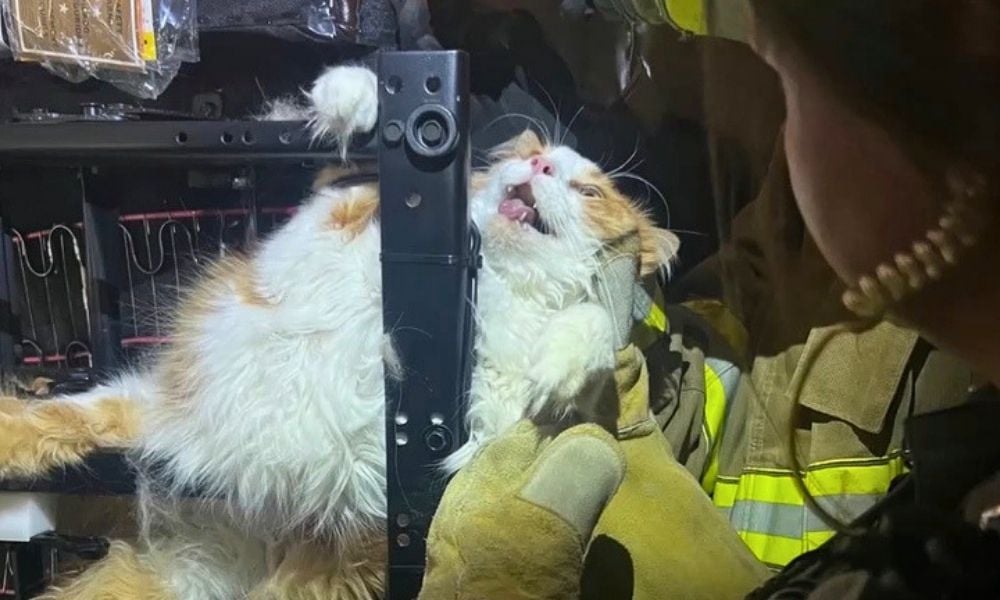 Cat struggling, stuck inside reclining chair