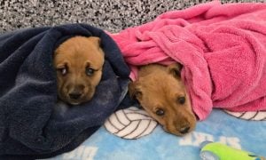 Mama Dog With 6 Puppies Rescued From Basement of Abandoned Home