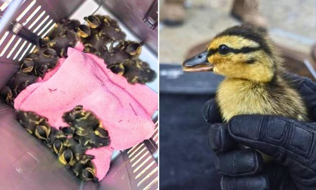 Ducklings Rescued From Storm Drain by Caring Officer